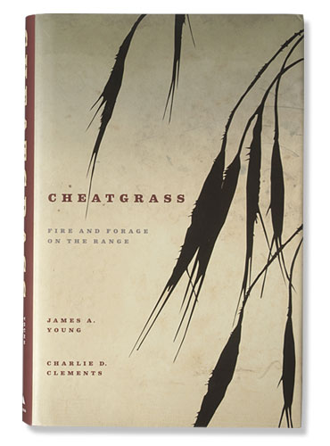 Cheatgrass